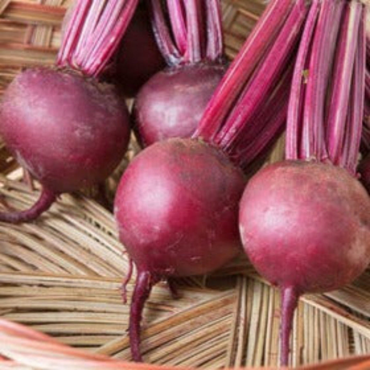 Bulls Blood Beet Root Seeds by Papaws Garden Supply