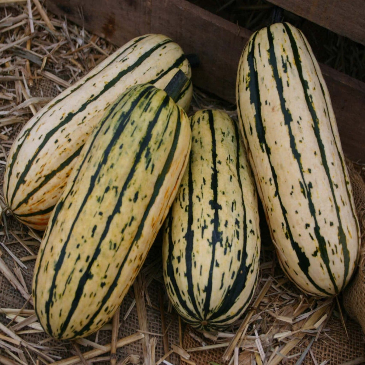 Delicata Bush Winter Squash Seeds by Papaws Garden Supply