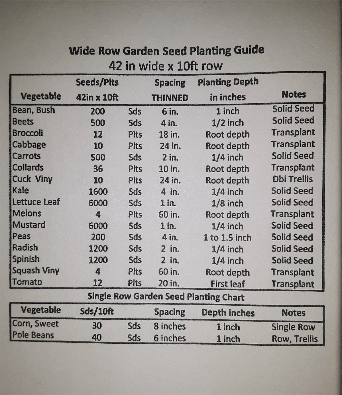 Onion Warrior Bunching Seeds, image 4 of 5