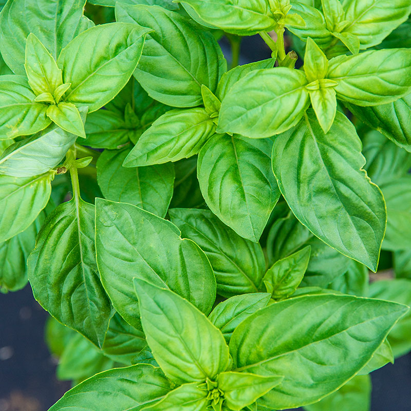 Herb Sweet Basil Seeds by Papaws Garden Supply
