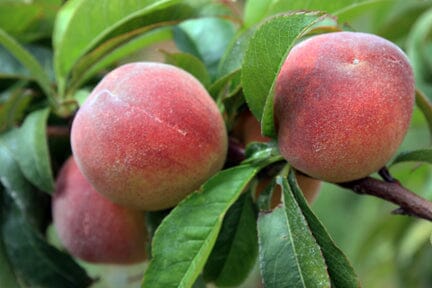 Tropic Beauty Dwarf Peach Tree Grafted  Low Chill, Self-Fertile, Sweet & Juicy Fruit for Warm Climates, Fruit Trees from Everglades Farm