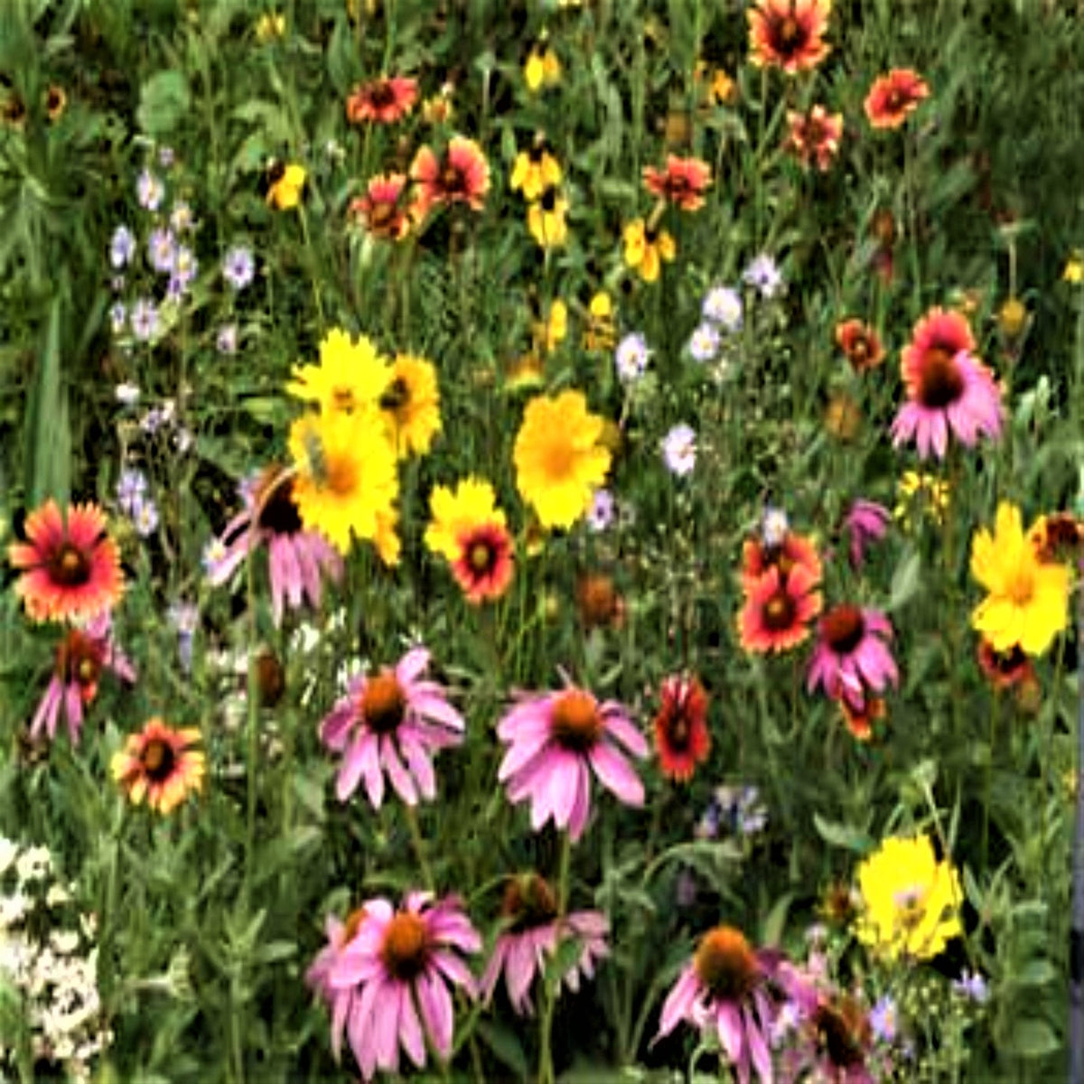 Bee Attractor Mix Seeds by Papaws Garden Supply