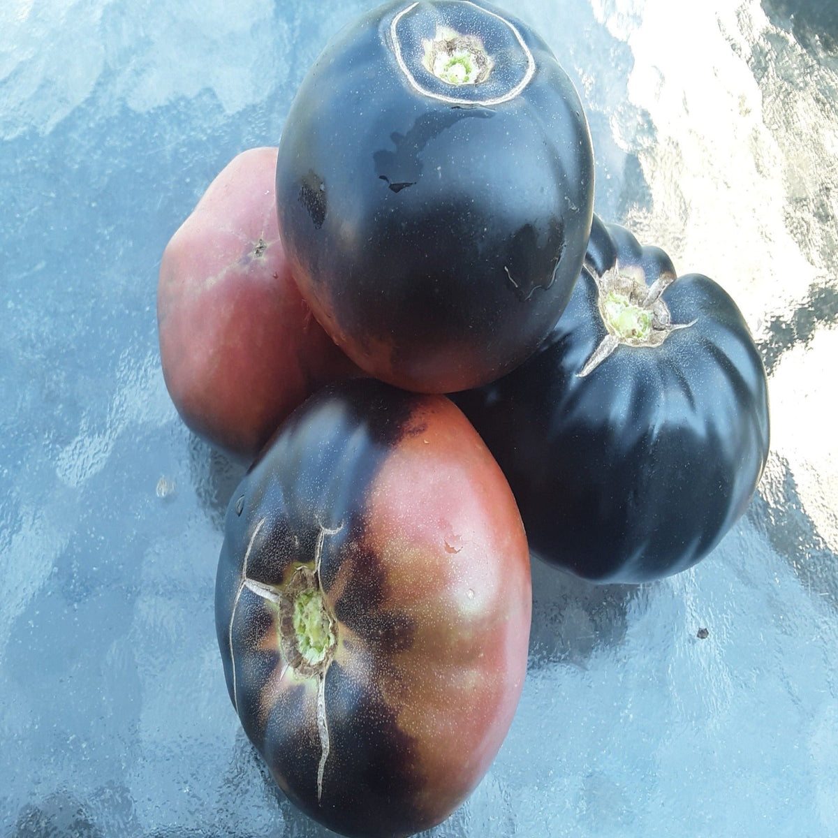 Black Beauty Slicing Tomato Seeds, image 2 of 6