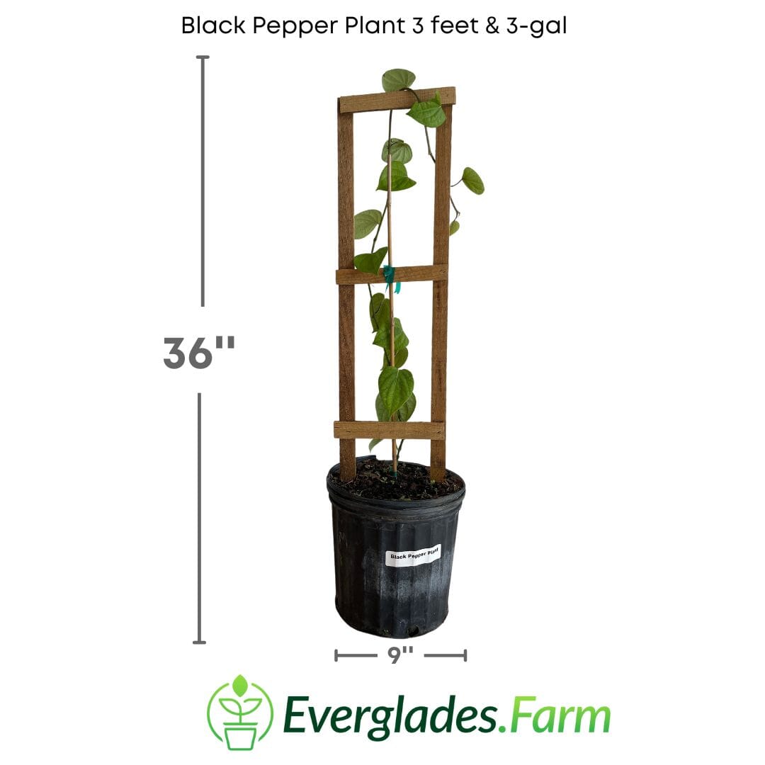Black Pepper Plant Premium, Fruit Trees from Everglades Farm