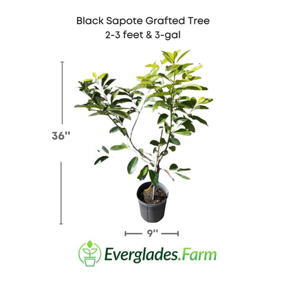 Black Sapote Bernicker Tree Grafted from Everglades Farm