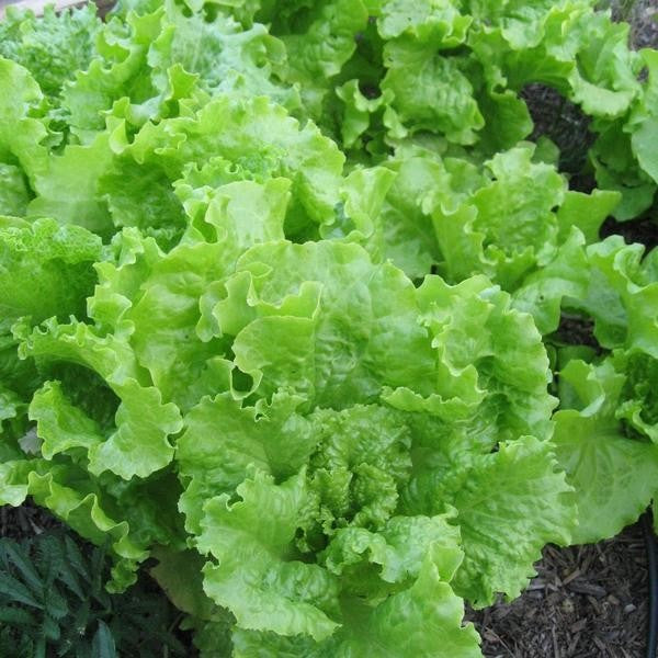 Black Seeded Simpson Lettuce Seeds by Papaws Garden Supply