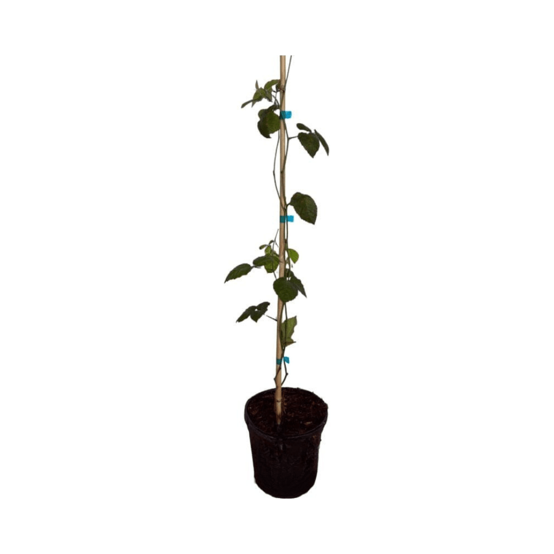 Triple Crown Blackberry Plant, Liner from Everglades Farm