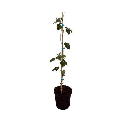 Triple Crown Blackberry Plant, Liner from Everglades Farm