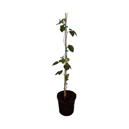 Triple Crown Blackberry Plant, Liner from Everglades Farm
