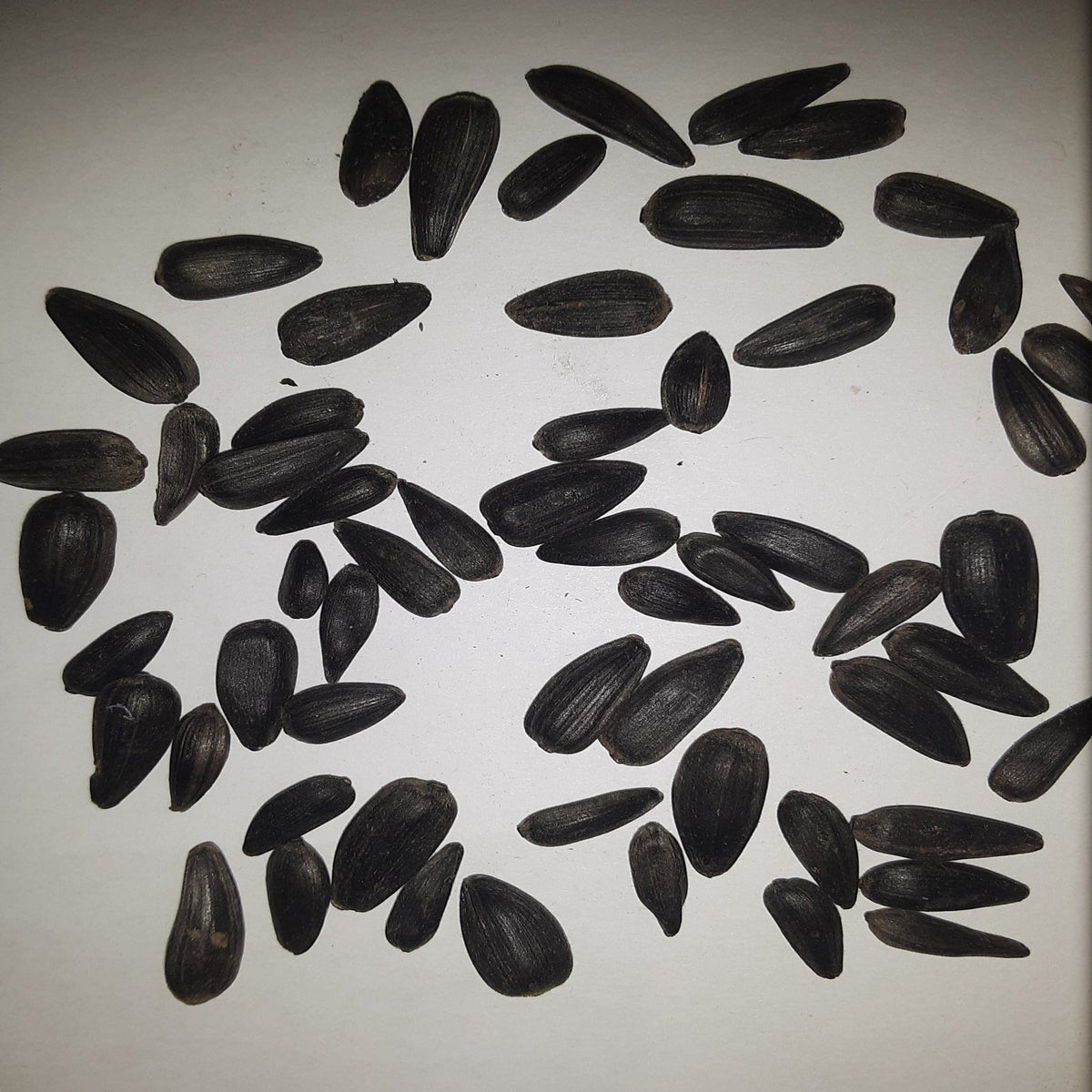 Black Russian Sunflower Seeds, image 2 of 5