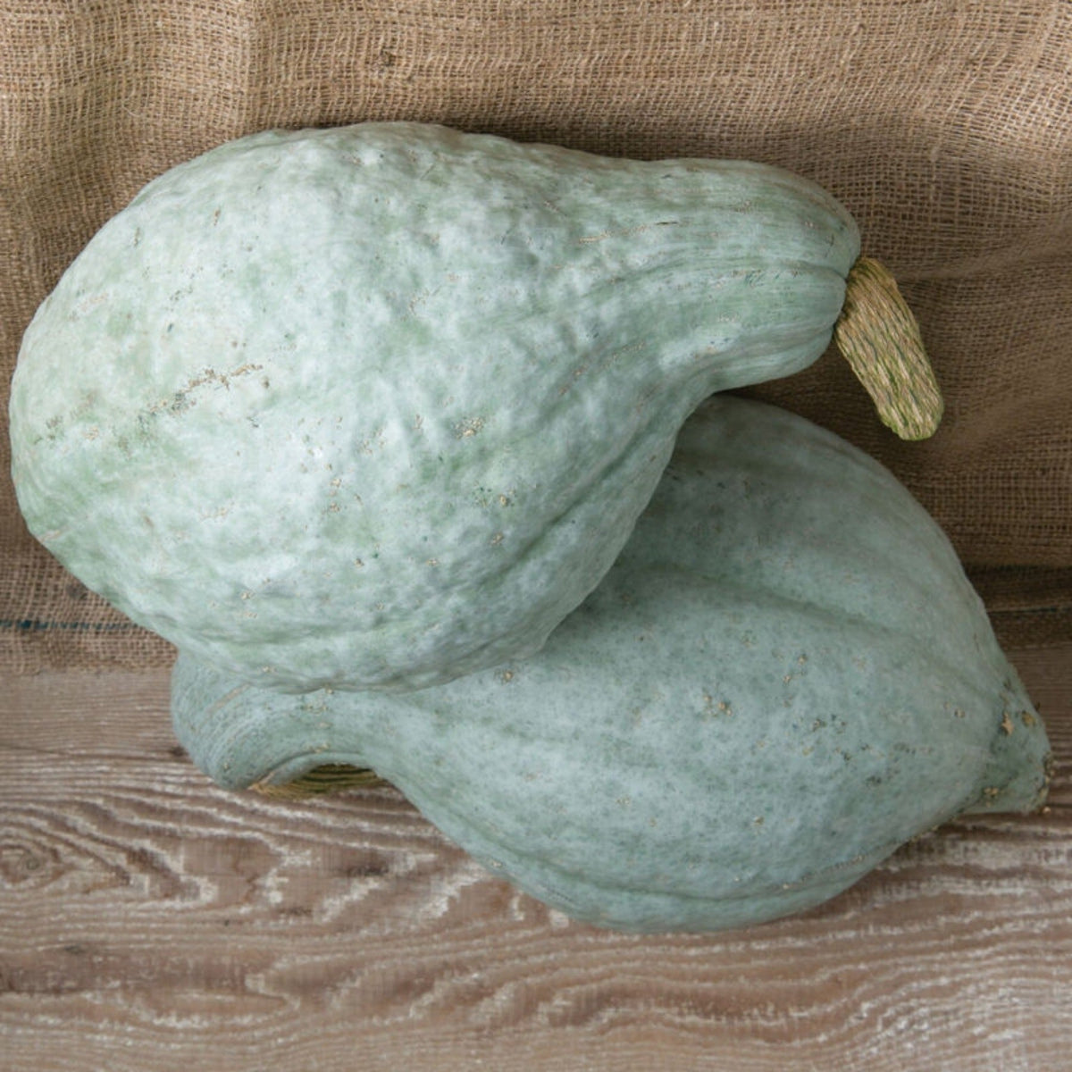 Blue Hubbard Heirloom Winter Squash Seeds by Papaws Garden Supply