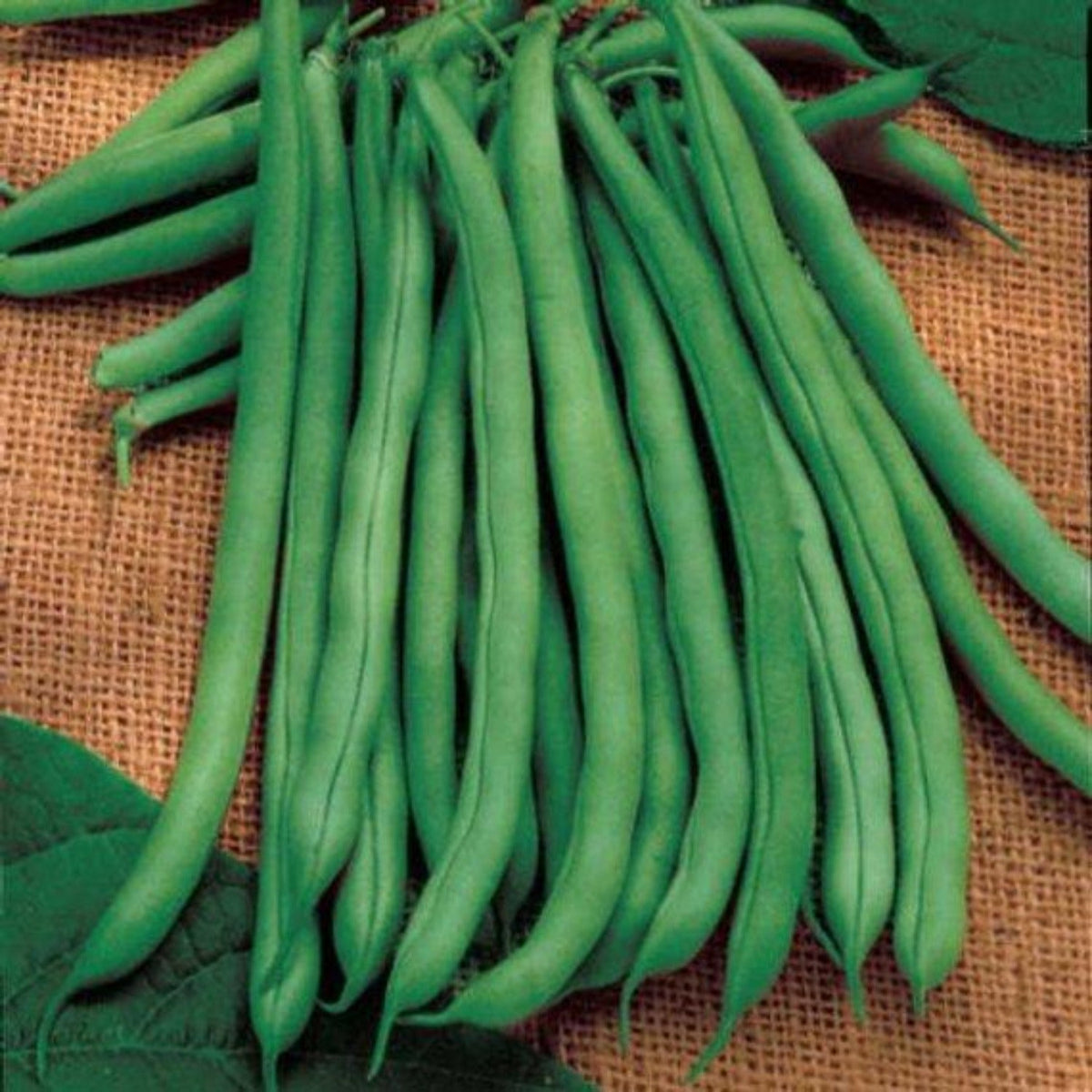 Heirloom Blue Lake Pole Bean Seeds by Papaws Garden Supply