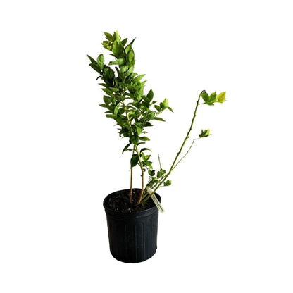Blueberry Plant Sharpe Blue tree from Everglades Farm