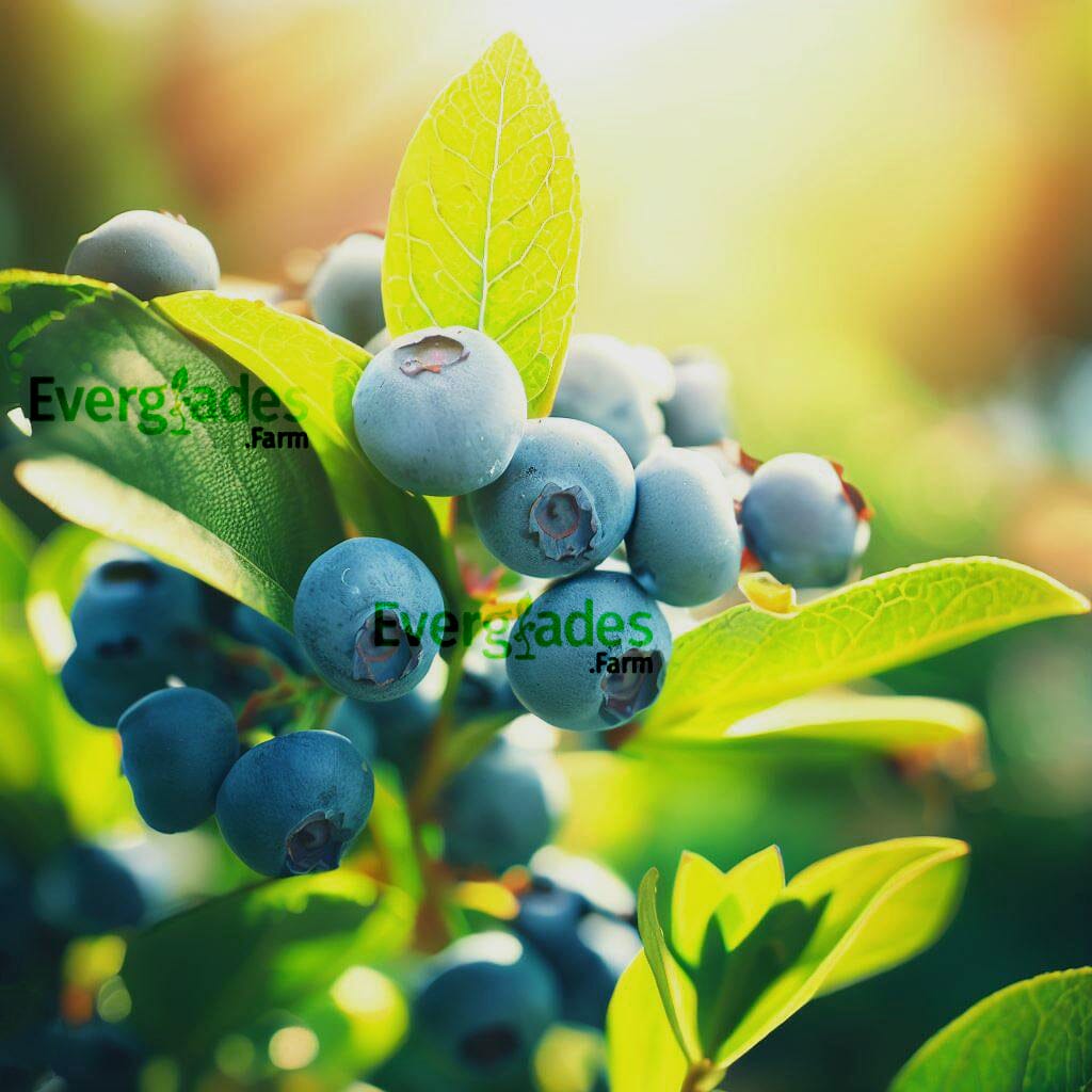 Blueberry Plant Sharpe Blue tree from Everglades Farm