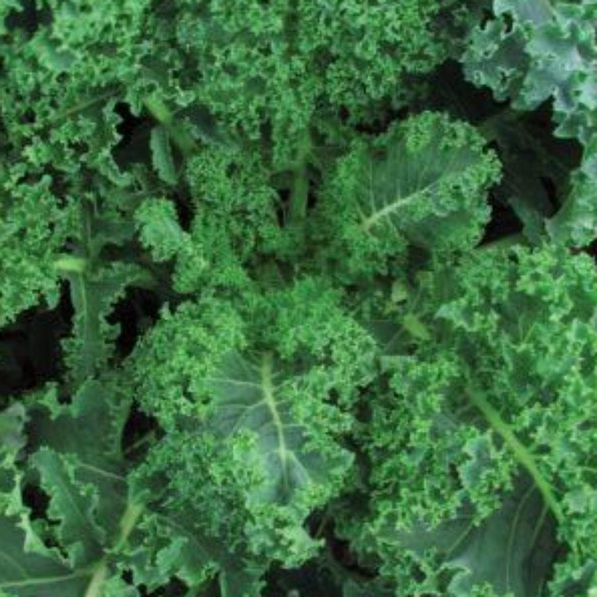 Blue Curled Scotch Kale Seeds, image 2 of 2