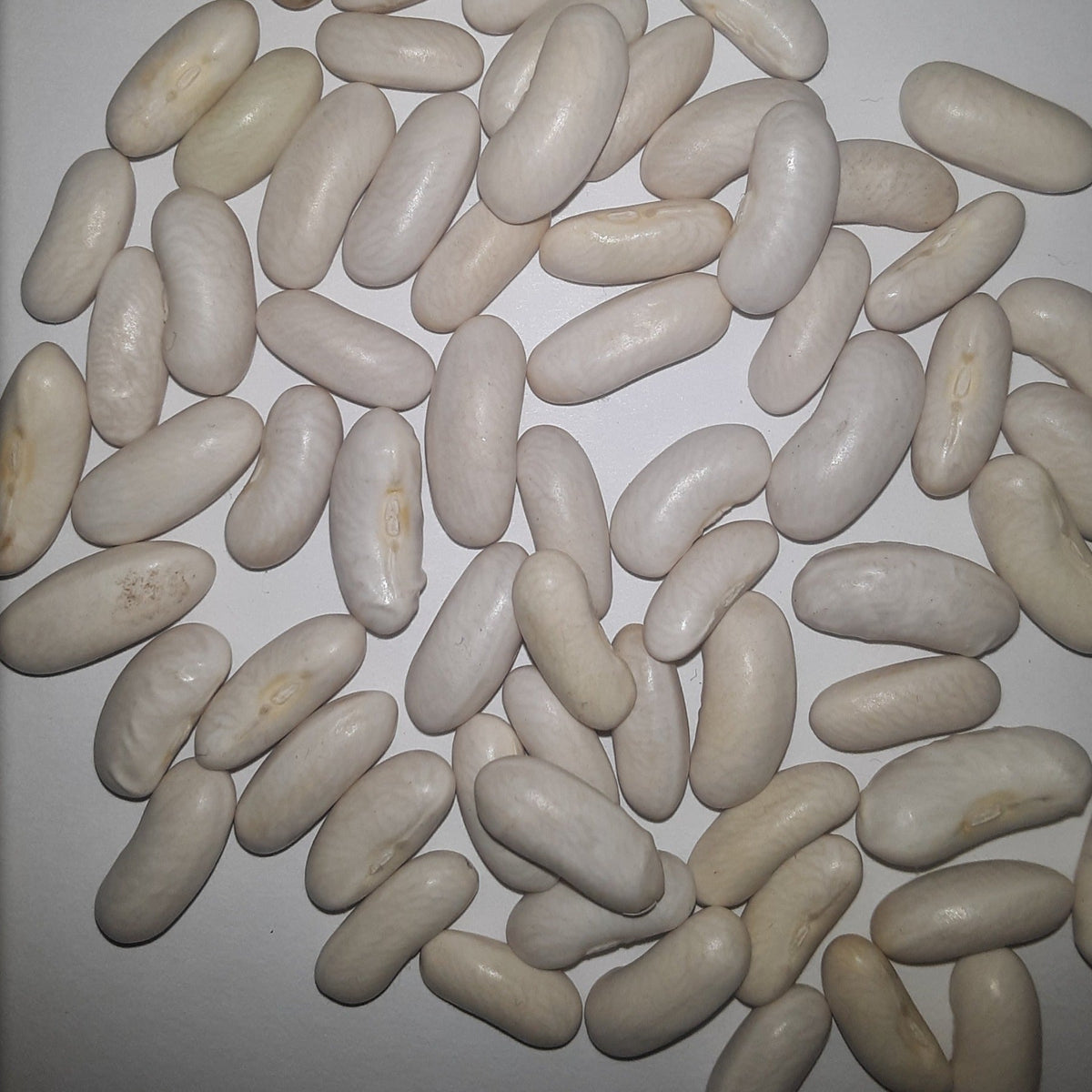 Blue Lake Bush Heirloom Green Bean Seeds, image 2 of 6