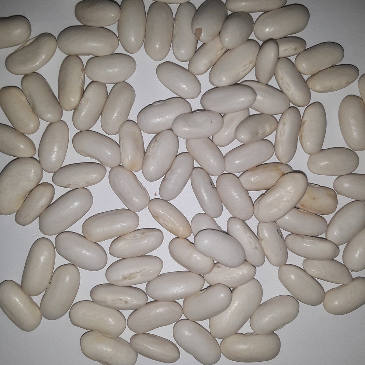 Heirloom Blue Lake Pole Bean Seeds, image 2 of 6