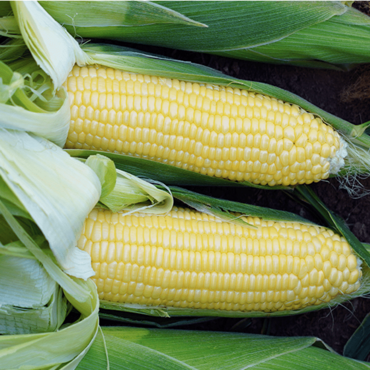Bodacious RM Yellow Sweet Corn Treated Seeds by Papaws Garden Supply