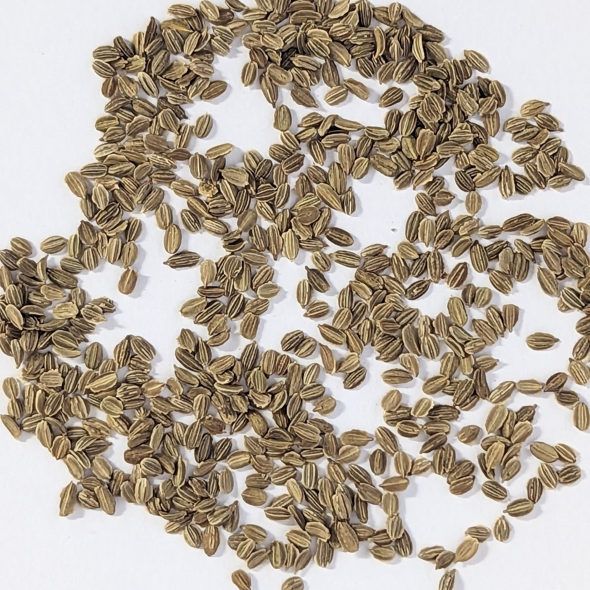 BOLERO Hybrid Carrot Seeds, image 2 of 7