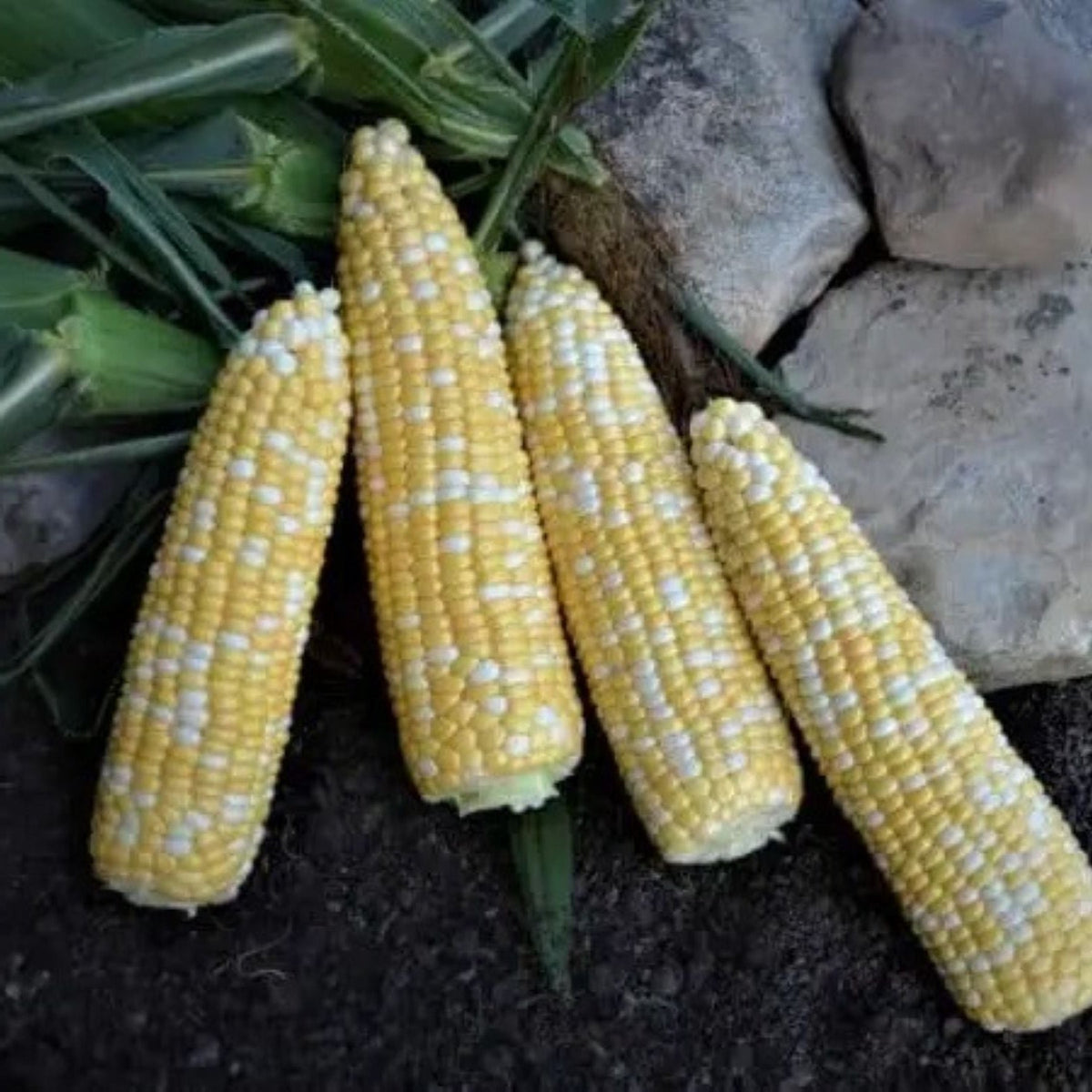 BOLT XR Extra Early 67 DAY Treated Bicolor Sweet Corn Seeds by Papaws Garden Supply