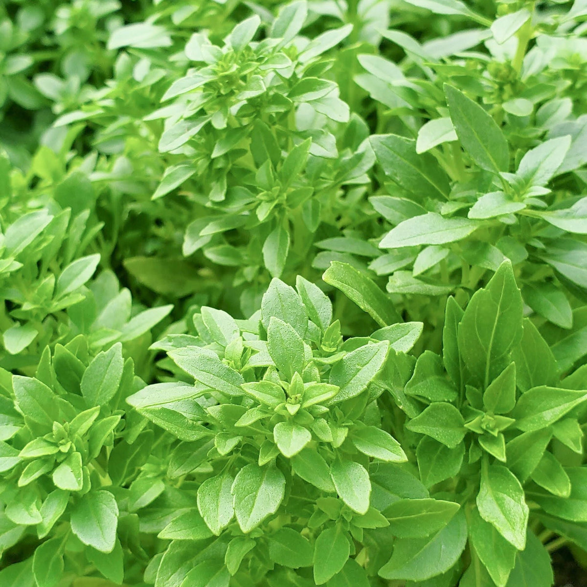 Spicy Globe Basil by MIgardener