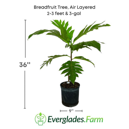 Breadfruit Tree, Air Layered