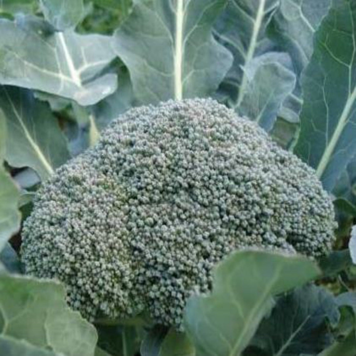 De Cicco Heirloom Broccoli Seeds by Papaws Garden Supply