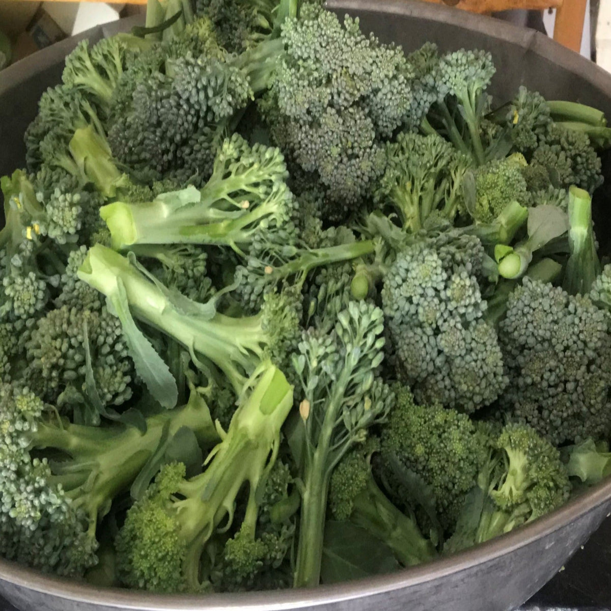 Broccoli Bargain Blend Seeds by Papaws Garden Supply