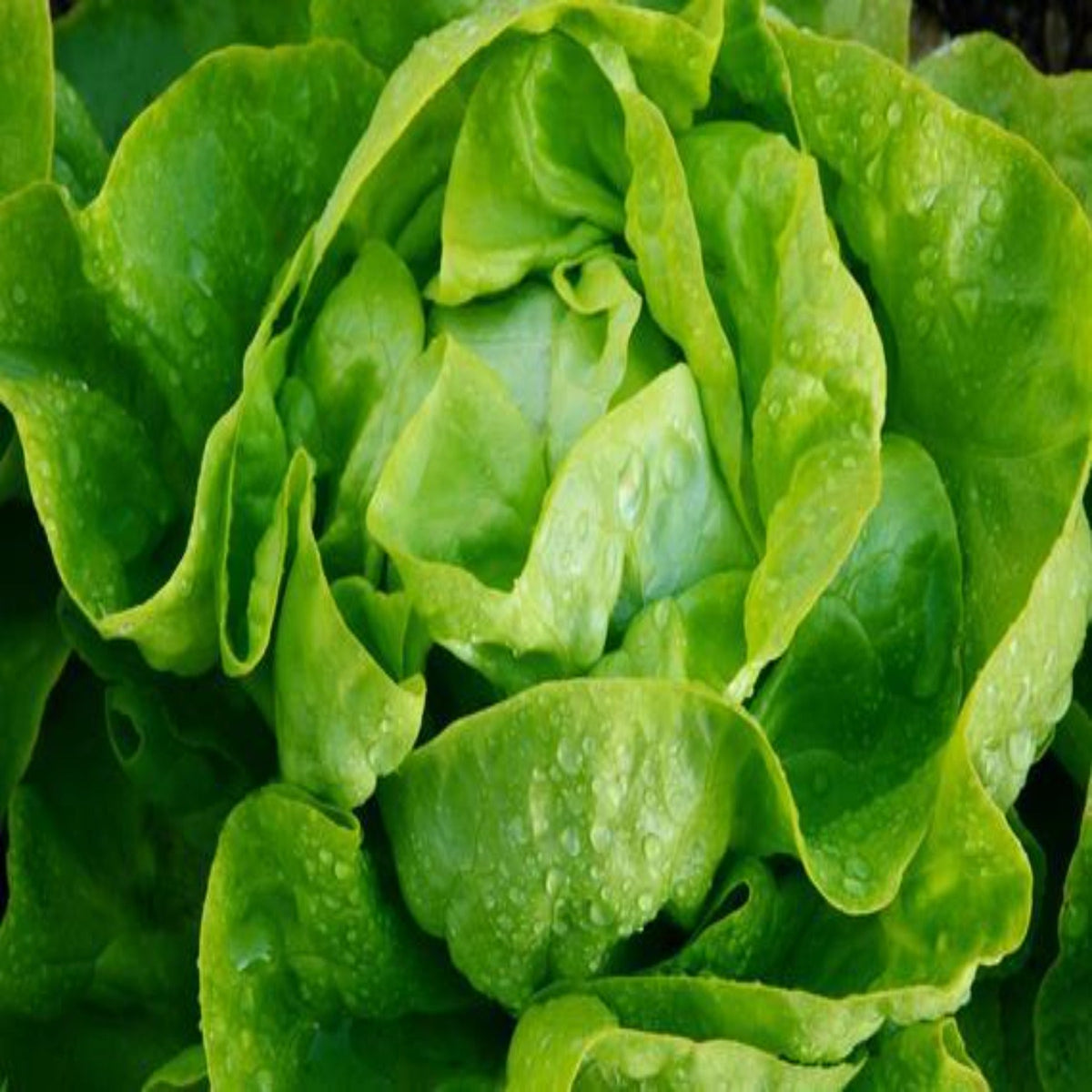 Butter Crunch Heirloom Lettuce Seeds by Papaws Garden Supply