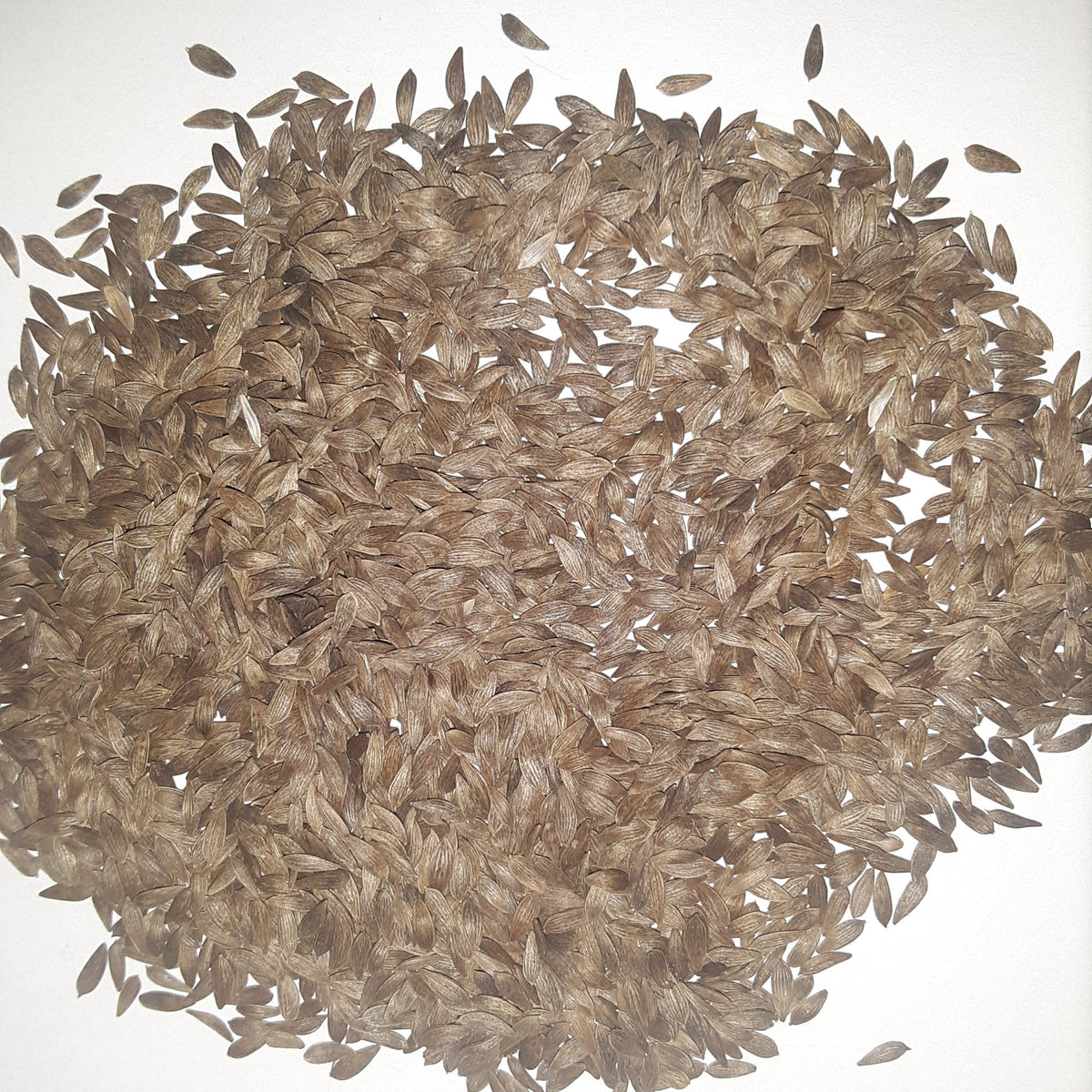 Butter Crunch Heirloom Lettuce Seeds, image 2 of 3
