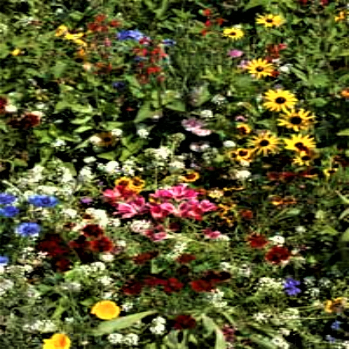 Butterfly Mix Seeds by Papaws Garden Supply