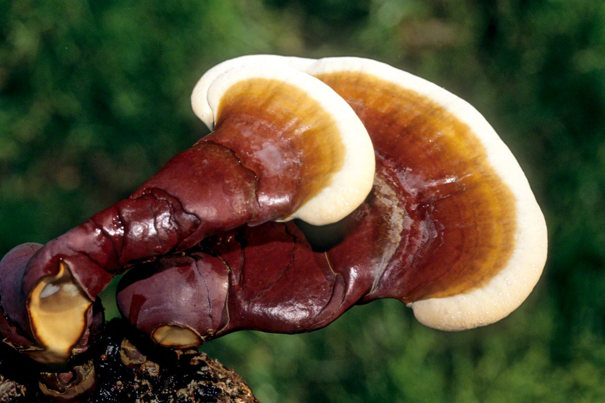DRIED REISHI MUSHROOMS, Pantry from Mushroom Mountain