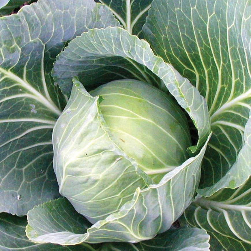 Late Flat Dutch Cabbage by MIgardener