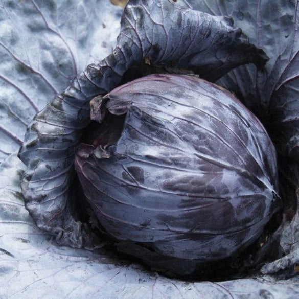 Mammoth Red Rock Cabbage by MIgardener