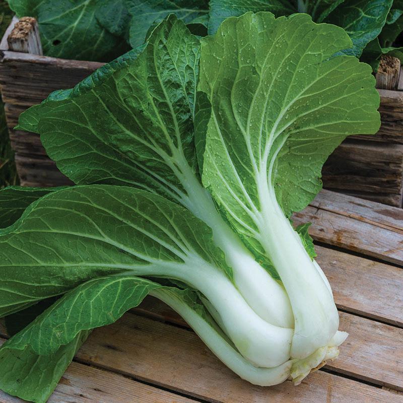 Pak Choi White Stem Cabbage by MIgardener