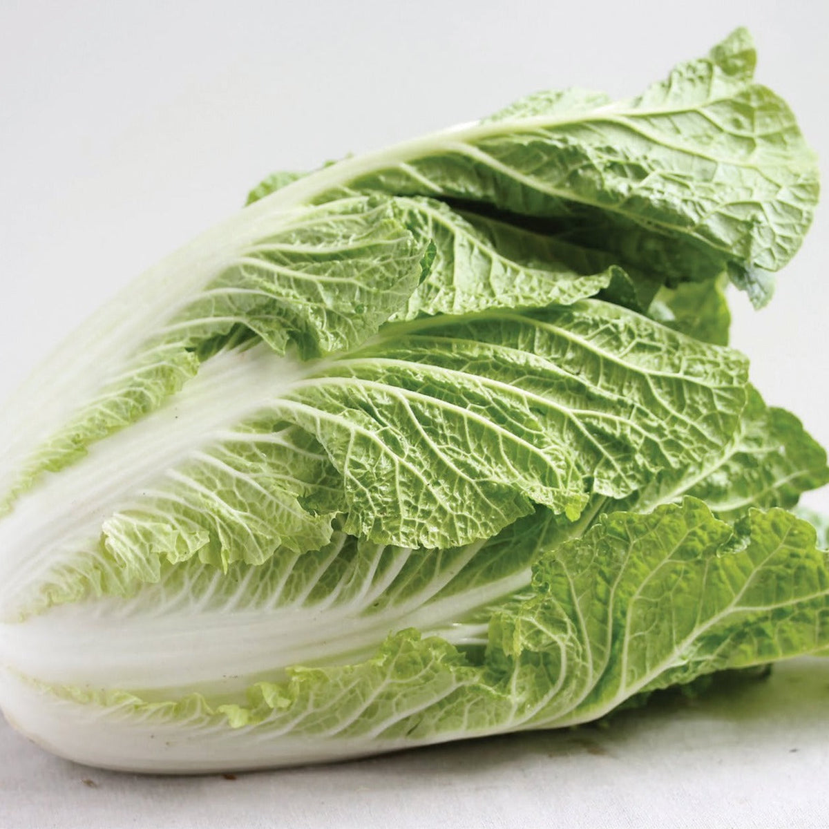 Napa Cabbage by MIgardener