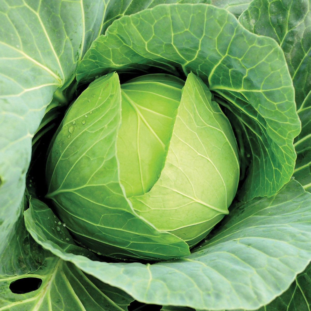 Copenhagen Market Cabbage by MIgardener