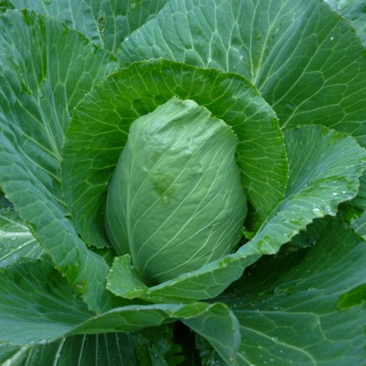 Early Jersey Wakefield Cabbage by MIgardener