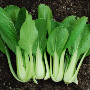 CABBAGE Seeds, Pak Choi