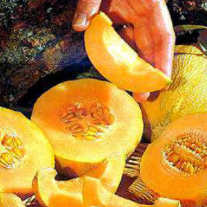 CANTALOUPE Seeds, Minnesota Midget