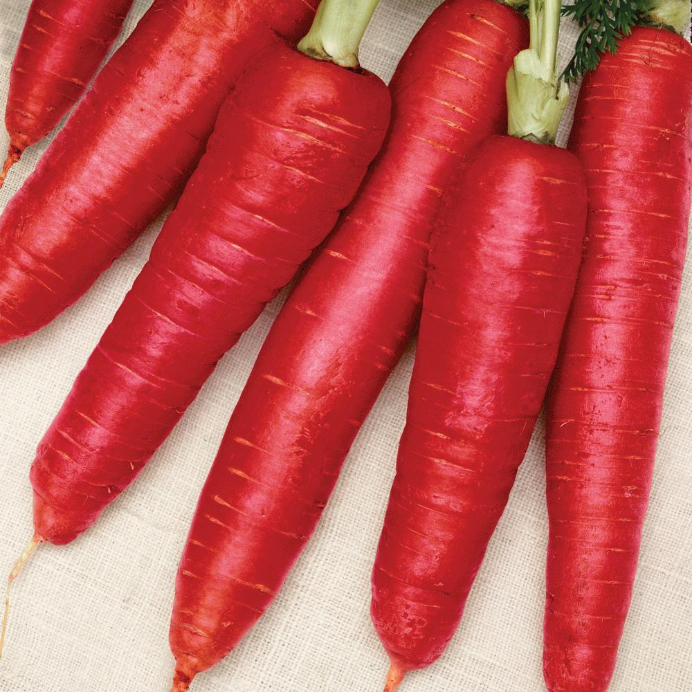 Atomic Red Carrot by MIgardener