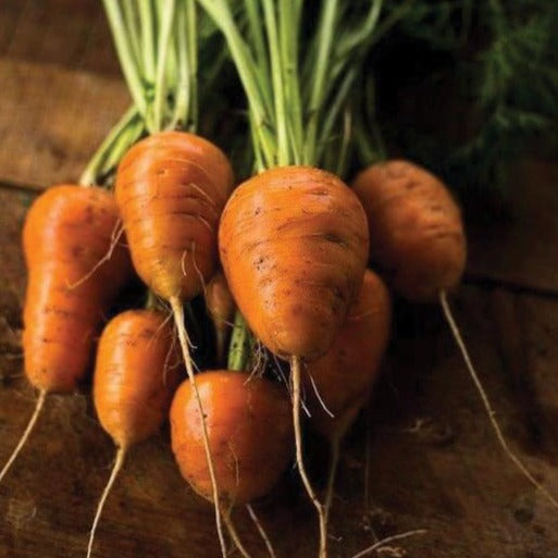 Oxheart Carrot by MIgardener