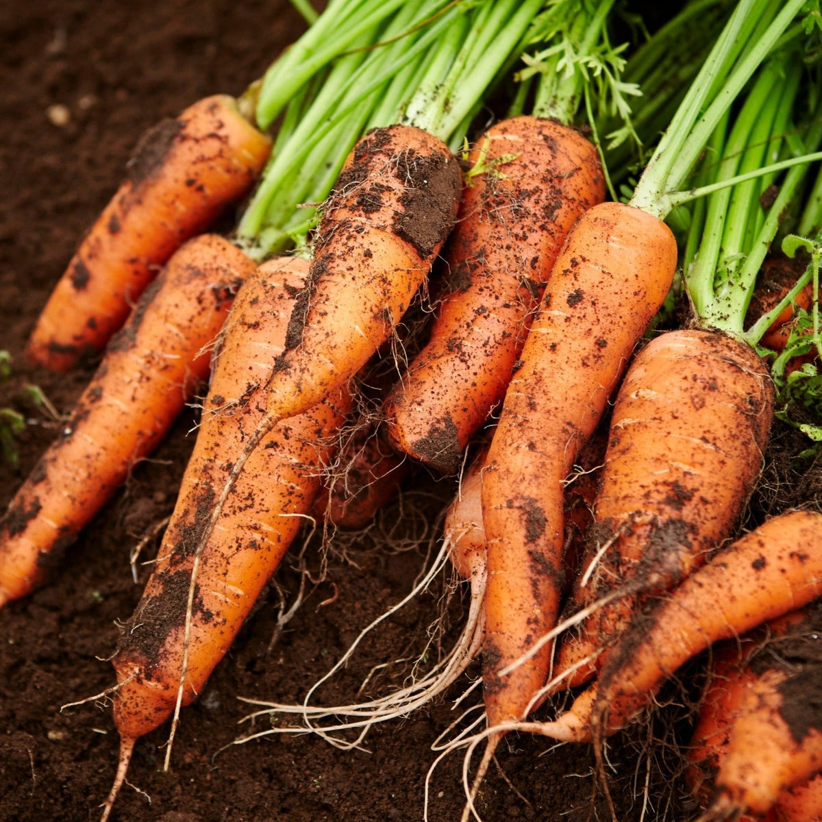 Royal Chantenay Carrot by MIgardener