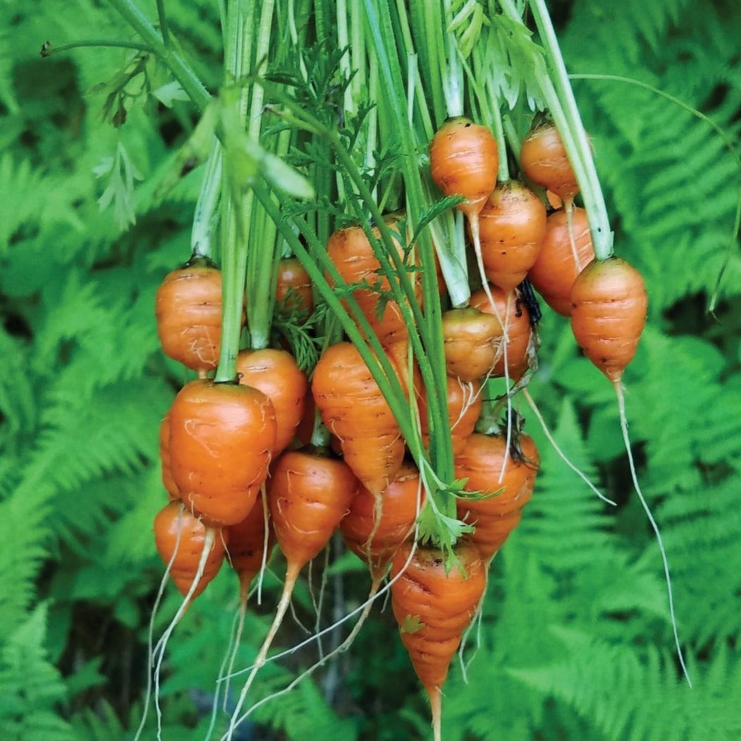 Parisian Carrot by MIgardener