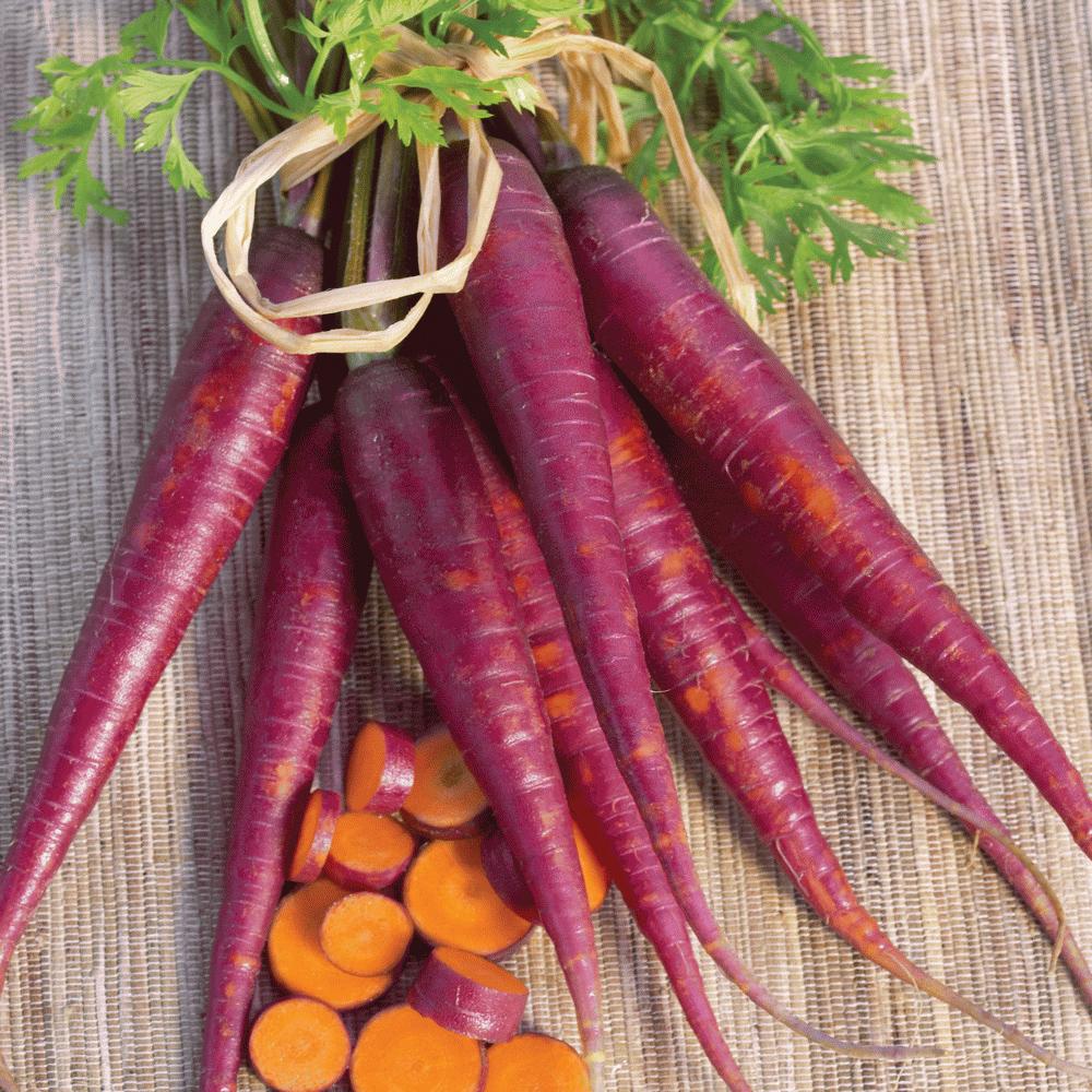 Purple Carrot by MIgardener