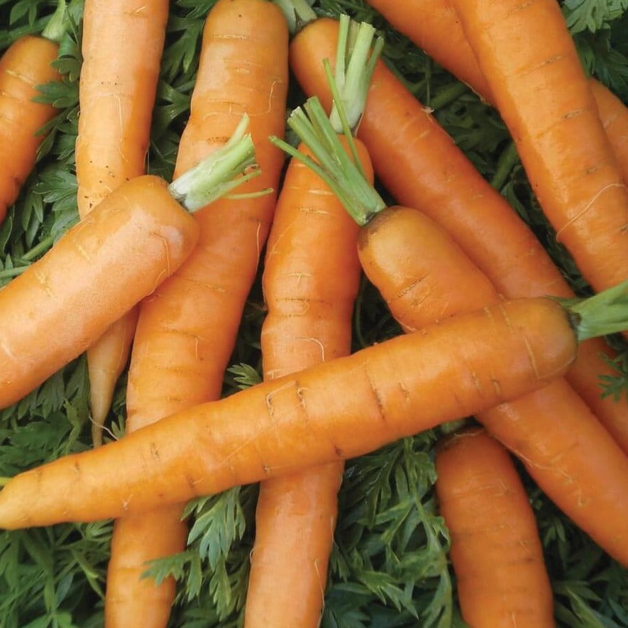 Little Fingers Carrot by MIgardener