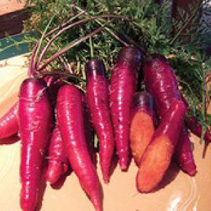 CARROT Seeds, Cosmic Purple