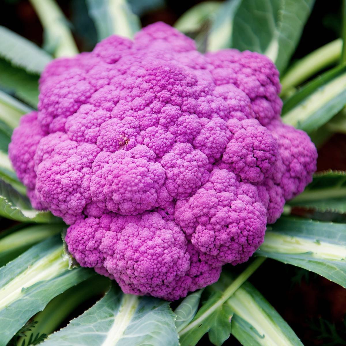 Purple of Sicily Cauliflower by MIgardener