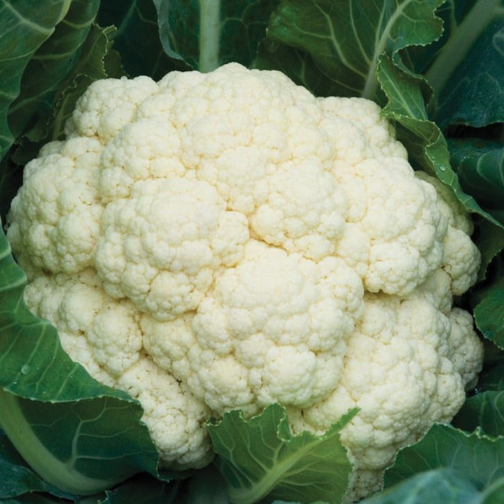 Self Blanching Cauliflower by MIgardener