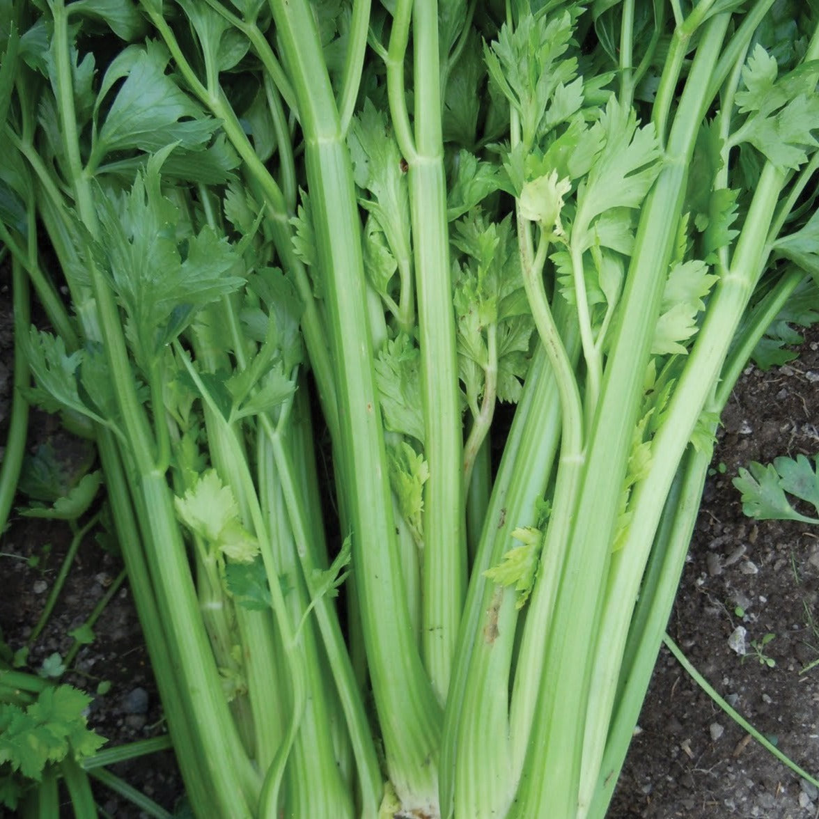 Utah Tall Celery by MIgardener